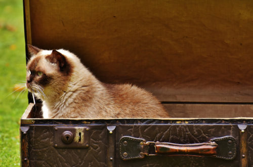 Vacanze con animali, è uno stress per Micio? thumb