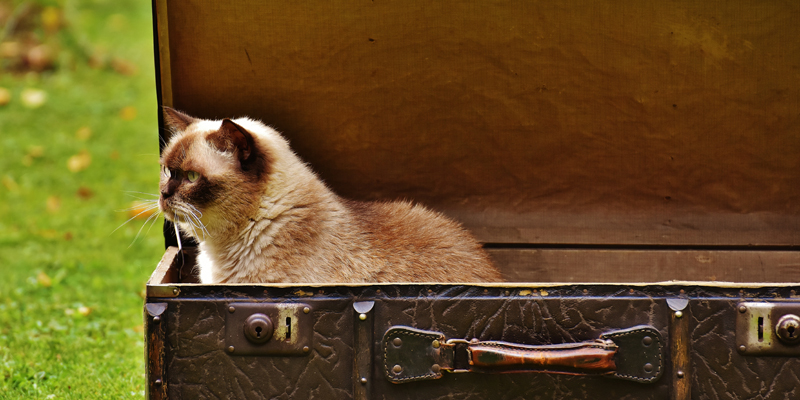Vacanze con animali, è uno stress per Micio? cover