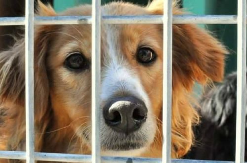 Animali abbandonati, ecco cosa fare thumb