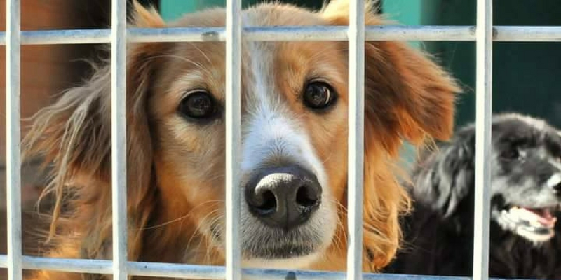 Animali abbandonati, ecco cosa fare cover