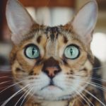 gatto-del-bengala-