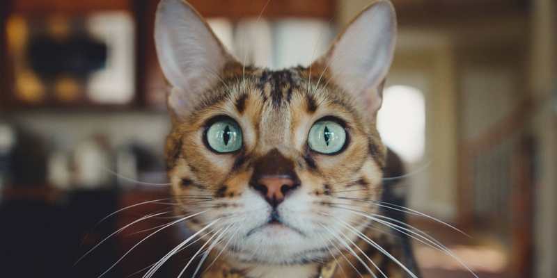 Stress, la natura in aiuto anche di Fido e Micio cover
