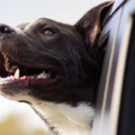 viaggiare-con-il-cane