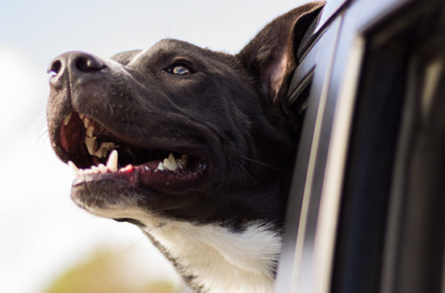 In viaggio con Fido, i consigli per non partire impreparati thumb