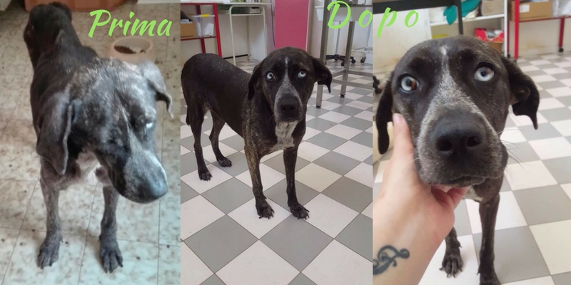 Asia, ora le manca solo una famiglia per essere felice cover