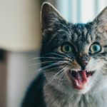 gatto-flehmen