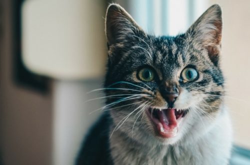 Perché il gatto resta a bocca aperta? thumb