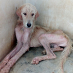 aroon-cane-maltrattato