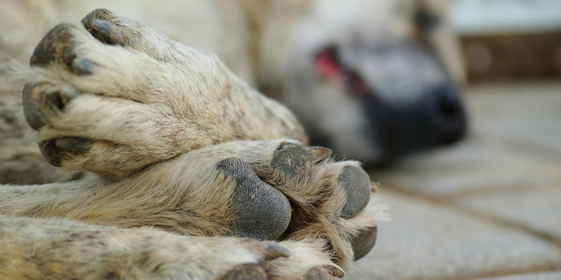 Animali investiti, il soccorso è d’obbligo cover
