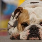 cane-steso-sull'asfalto