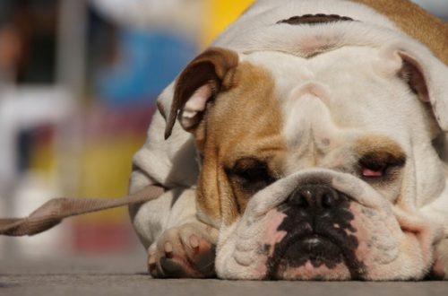 Caldo, attenzione ai polpastrelli del cane: rischio ustioni thumb