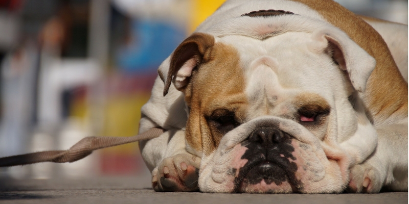 Caldo, attenzione ai polpastrelli del cane: rischio ustioni cover