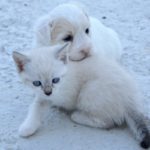 cucciolo-di-cane-e-di-gatto