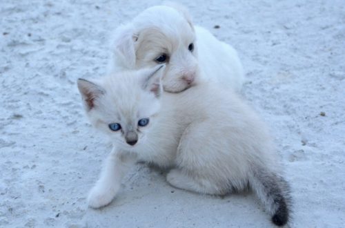 Cuccioli, quando è giusto allontanarli dalla mamma? thumb