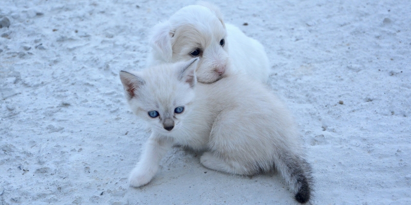 Cuccioli, quando è giusto allontanarli dalla mamma? cover
