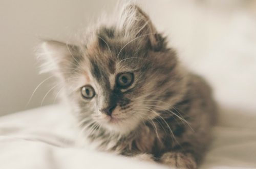 Cucciolo di gatto, primi passi in famiglia thumb