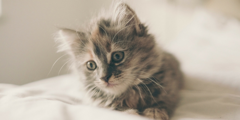 Cucciolo di gatto, primi passi in famiglia cover