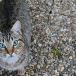 gatto-a-terra