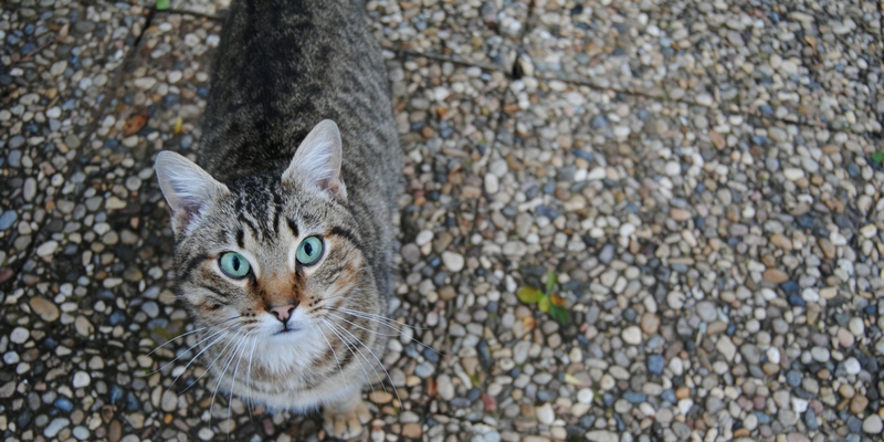 Aiuto, ho perso il gatto! cover