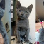 gattino-simil-certosino