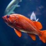 pesce-rosso-acquario