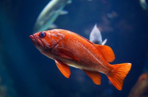 Allestire un acquario, l’intervista all’esperto thumb