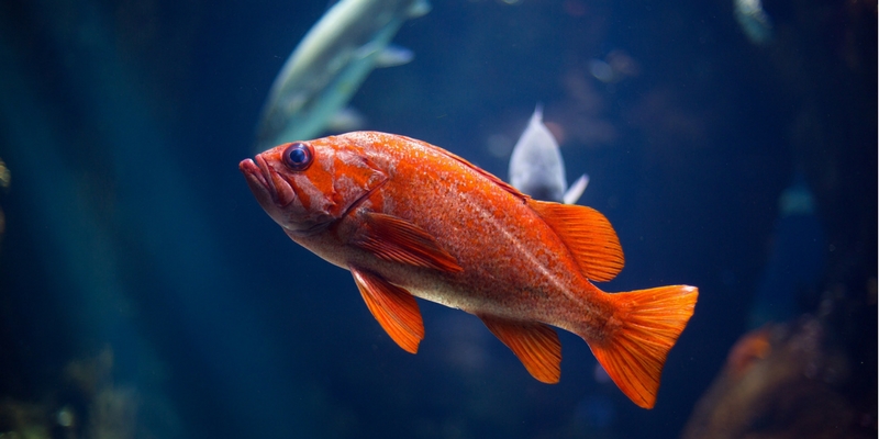 Allestire un acquario, l’intervista all’esperto cover