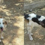 Cane-bigolone-dermatite-alimentare