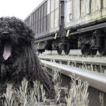 in-treno-con-il-cane