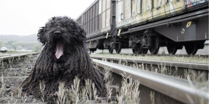 In Treno con Fido e Micio cover