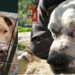 pitbull-sequestrati-polizia