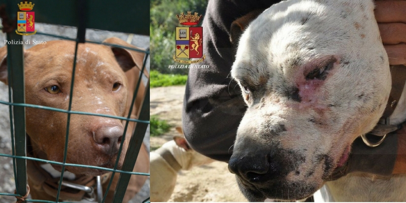 Traffico di cuccioli e combattimenti tra cani, così la mafia miete vittime anche tra gli animali cover