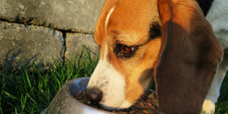 La pappa è servita: la corretta gestione del pasto del cane cover