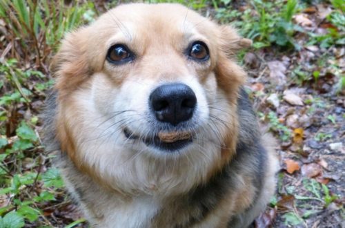 Come si producono i croccantini per Fido e Micio? thumb