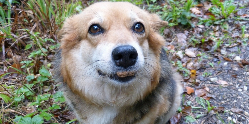 Come si producono i croccantini per Fido e Micio? cover