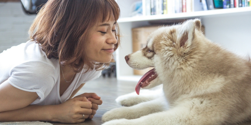 Alitosi nel cane, attenzione a non sottovalutarla cover