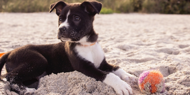 In spiaggia con Fido, attenzione a sabbia e acqua del  mare cover