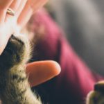donna-e-gatto-gravidanza