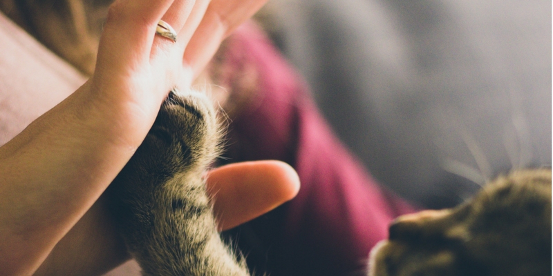 Rischio toxoplasmosi in gravidanza, facciamo chiarezza cover