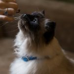 gatto-annusa-bocconcino