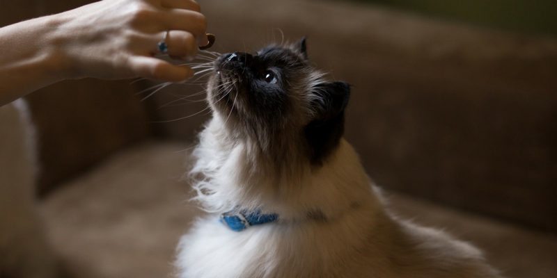 Somministrare la pillola al gatto: missione impossibile? cover