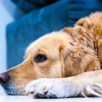 golden-retriever-steso-a terra