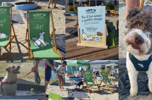 Il primo weekend di agosto tutti in spiaggia con il cane assieme a Robinson e Lily’s Kitchen thumb