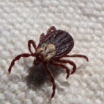 zecca-antiparassitari-