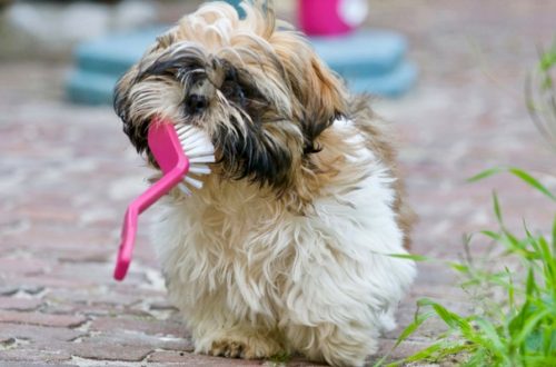 Cani e gatti dal dentista, attenzione a non sottovalutare i problemi alla bocca thumb