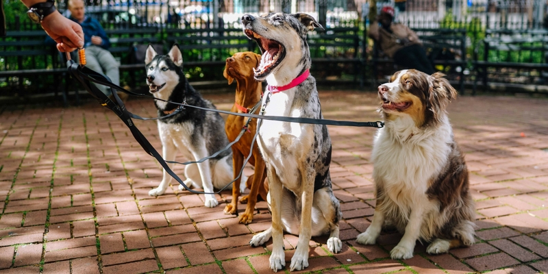 Passeggiare con il cane, ecco cosa dice la legge cover