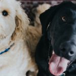 cani-con-lingua-fuori