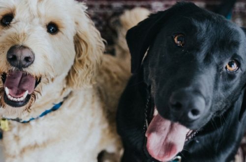 Allergie e intolleranze alimentari, le soluzioni del Pet Food thumb