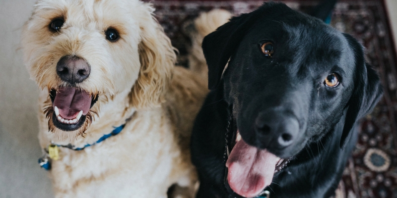 Allergie e intolleranze alimentari, le soluzioni del Pet Food cover