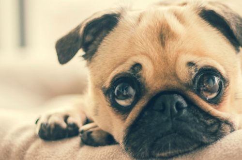 Aiuto, il mio cane non mangia! thumb
